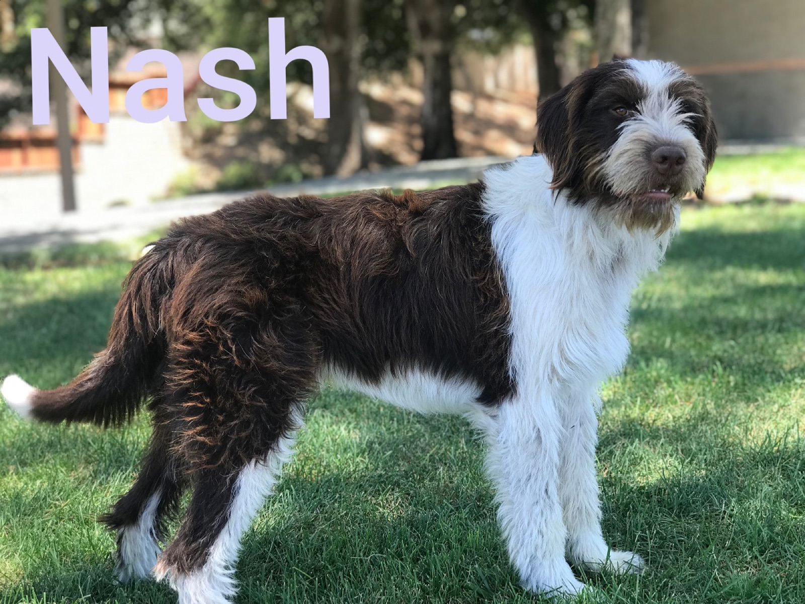 Nash in profile